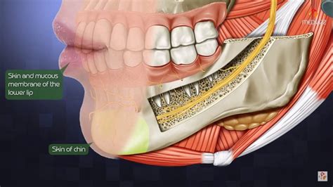 Getting wisdom teeth pulled mill valley, ca  Review Us Like Us Like Us